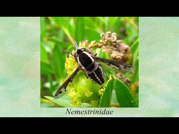 Nemestrinidae