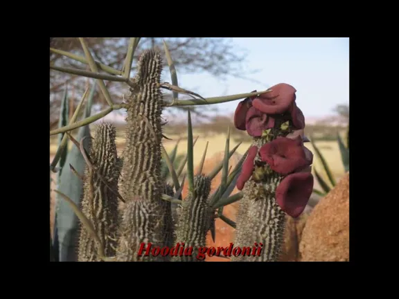 Hoodia gordonii