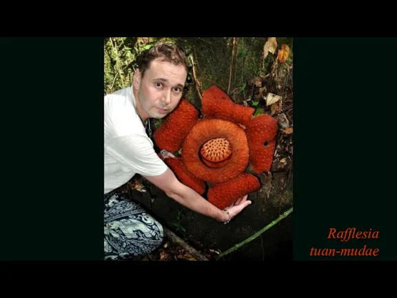 Rafflesia tuan-mudae