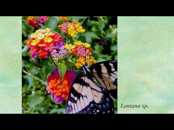 Lantana sp.