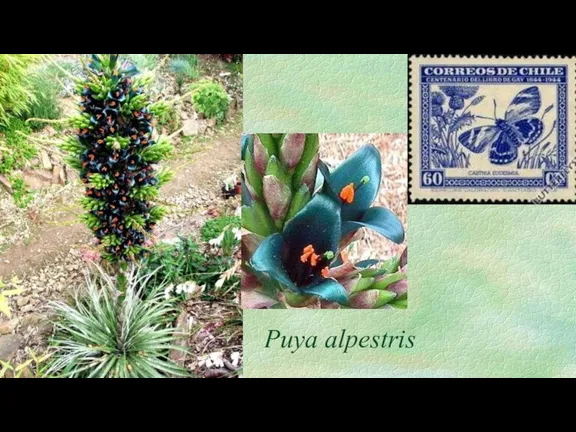 Puya alpestris