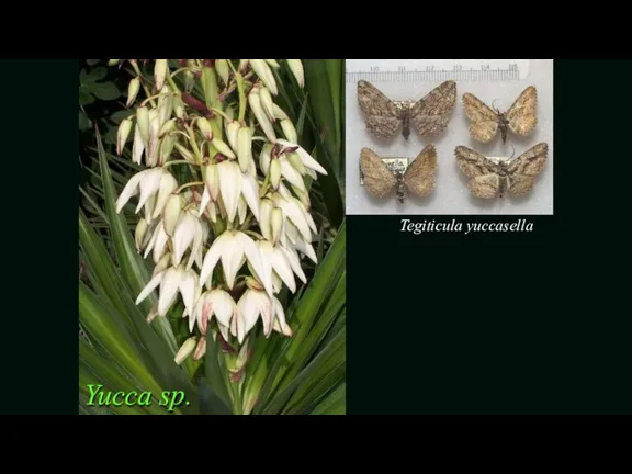Tegiticula yuccasella Yucca sp.