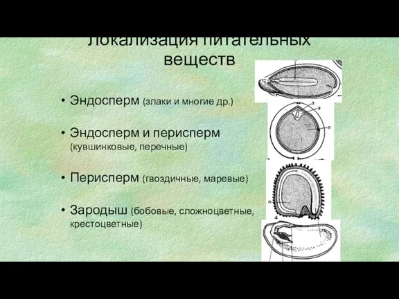 Эндосперм (злаки и многие др.) Эндосперм и перисперм (кувшинковые, перечные) Перисперм (гвоздичные,