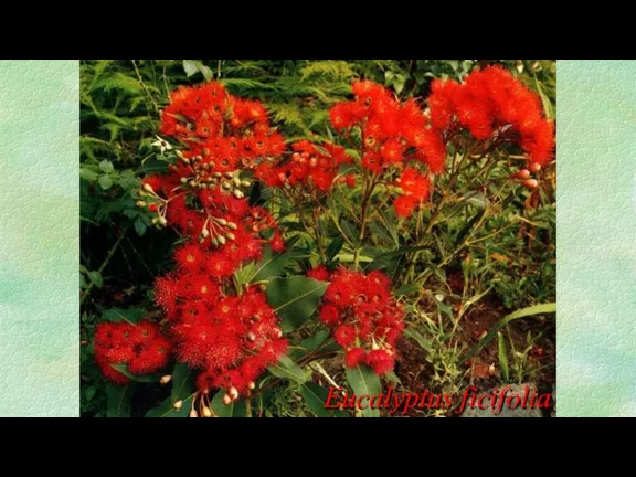 Eucalyptus ficifolia