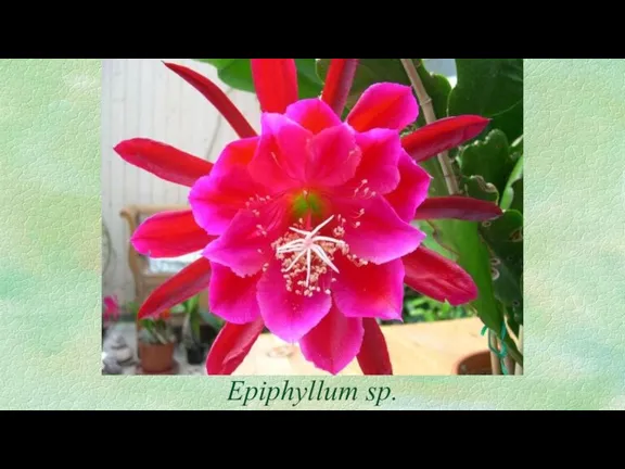 Epiphyllum sp.