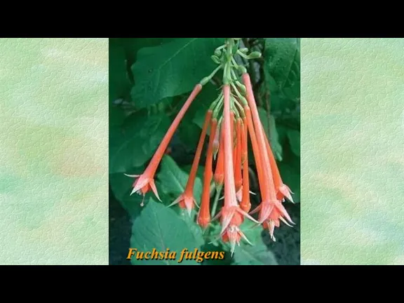 Fuchsia fulgens