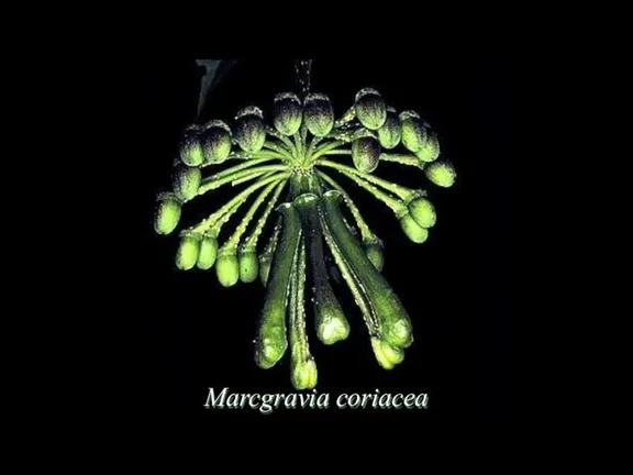 Marcgravia coriacea