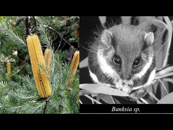 Banksia sp.