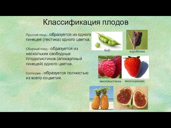 Классификация плодов Простой плод – образуется из одного гинецея (пестика) одного цветка.
