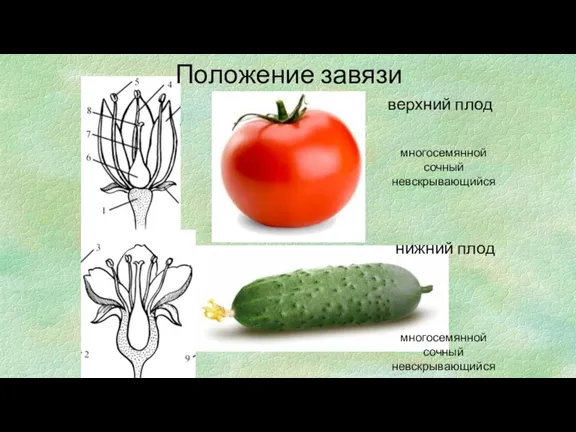 Положение завязи верхний плод нижний плод многосемянной сочный невскрывающийся многосемянной сочный невскрывающийся