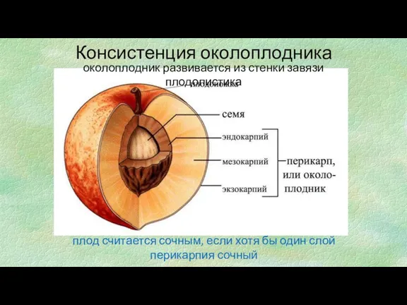 Консистенция околоплодника околоплодник развивается из стенки завязи плодолистика плод считается сочным, если