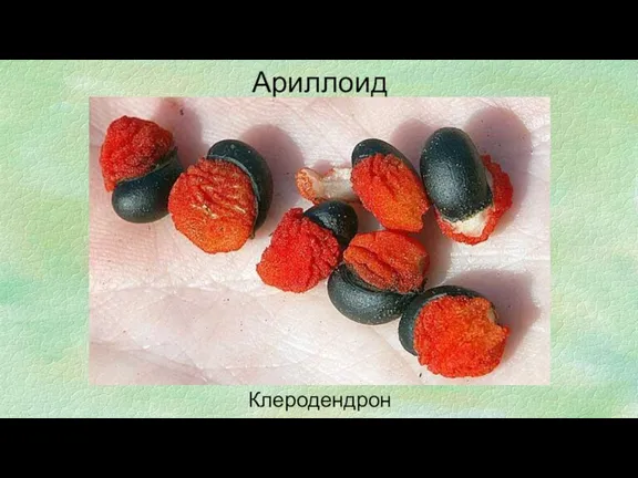 Ариллоид Клеродендрон