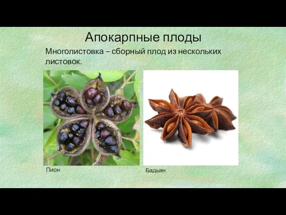 Апокарпные плоды Многолистовка – сборный плод из нескольких листовок. Пион Бадьян