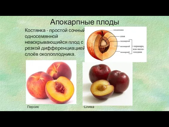 Апокарпные плоды Костянка - простой сочный односемянной невскрывающийся плод с резкой дифференциацией слоёв околоплодника. Персик Слива