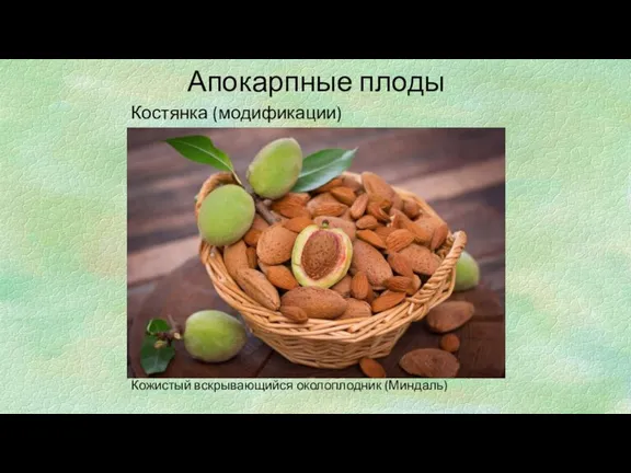 Апокарпные плоды Костянка (модификации) Кожистый вскрывающийся околоплодник (Миндаль)