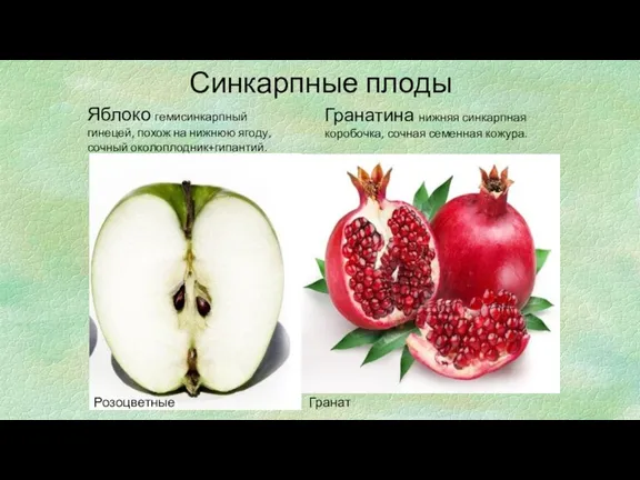 Синкарпные плоды Яблоко гемисинкарпный гинецей, похож на нижнюю ягоду, сочный околоплодник+гипантий. Гранатина