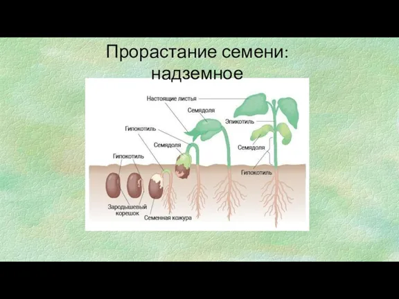 Прорастание семени: надземное