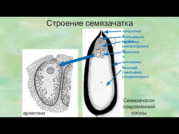 Семязачаток современной сосны пыльцевые трубки архегонии интегумент женский гаметофит («эндосперм») архегоний Строение семязачатка нуцеллус (мегаспорангий) микропиле
