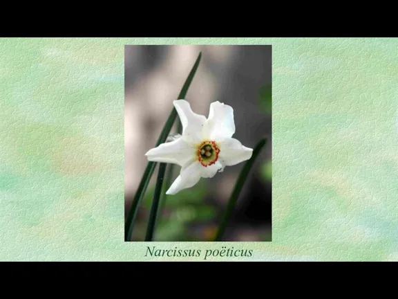 Narcissus poёticus