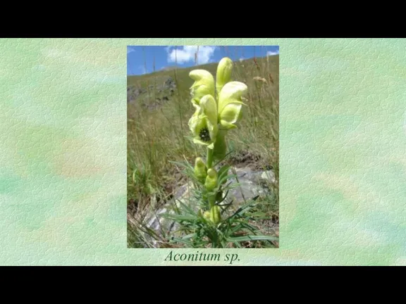 Aconitum sp.