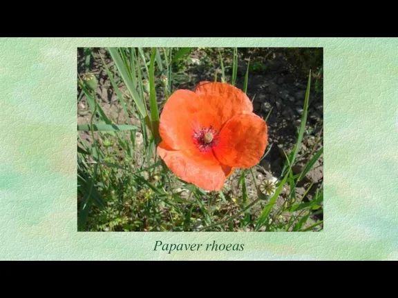 Papaver rhoeas