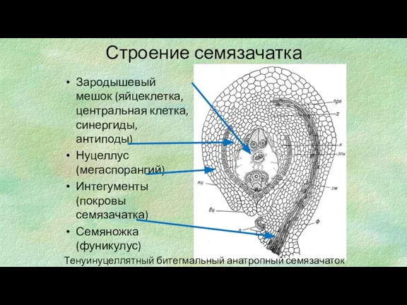 Строение семязачатка Зародышевый мешок (яйцеклетка, центральная клетка, синергиды, антиподы) Нуцеллус (мегаспорангий) Интегументы