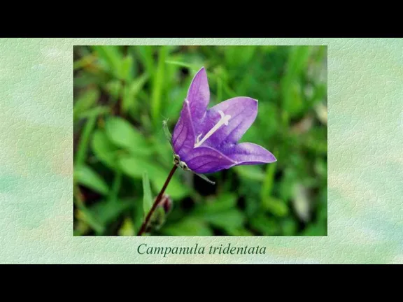 Campanula tridentata