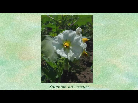 Solanum tuberosum