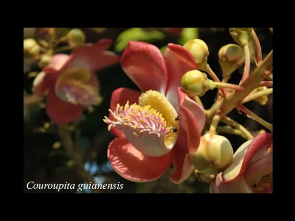 Couroupita guianensis