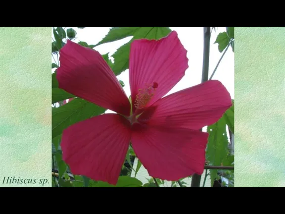 Hibiscus sp.