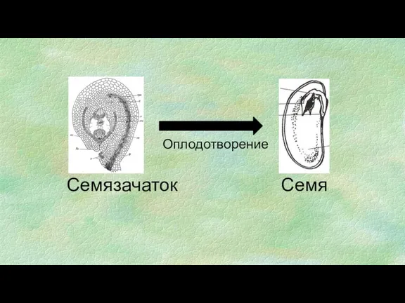 Семязачаток Оплодотворение Семя