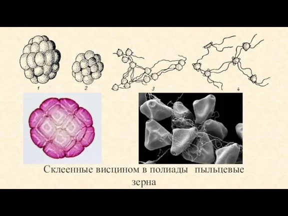 Склеенные висцином в полиады пыльцевые зерна Leguminosae (1-2) и Onagraceae (3-4)