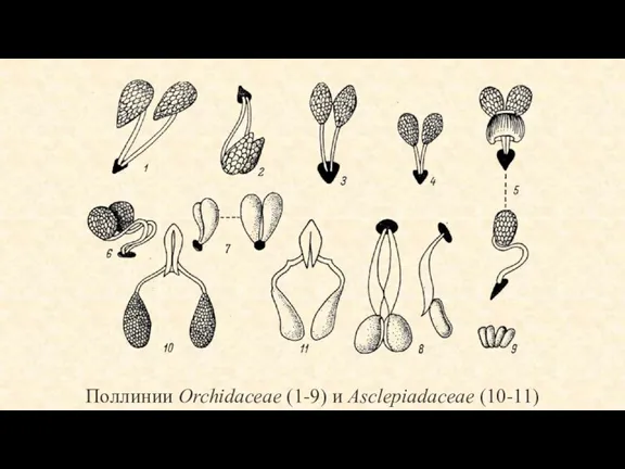 Поллинии Orchidaceae (1-9) и Asclepiadaceae (10-11)