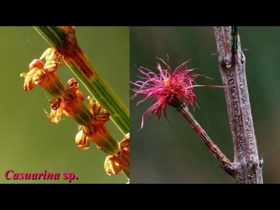 Casuarina sp.