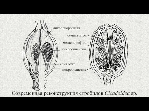 Современная реконструкция стробилов Cicadoidea sp. семяложе покроволистик микроспорофилл семязачаток мегаспорофилл микросинангий