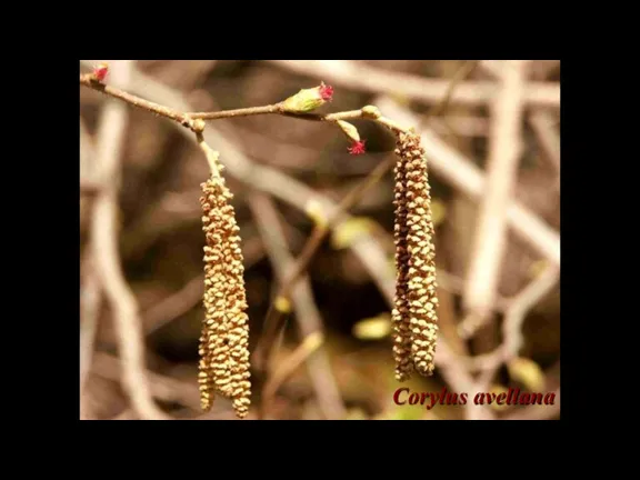 Corylus avellana