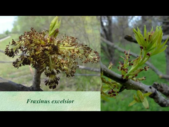 Fraxinus excelsior