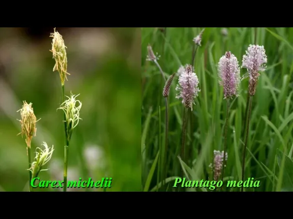 Carex michelii Plantago media