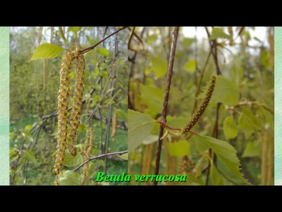 Betula verrucosa