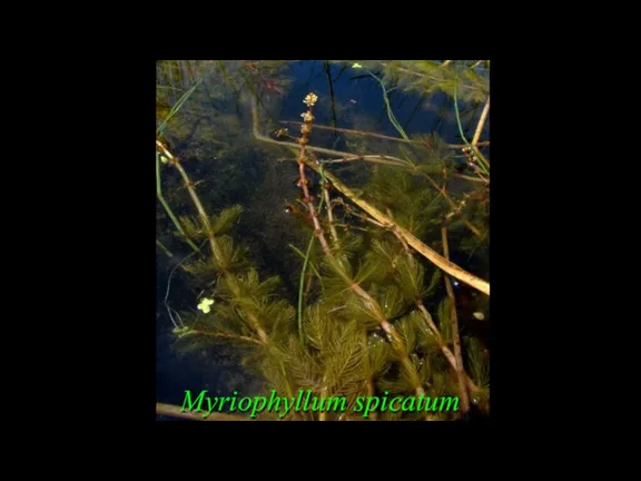 Myriophyllum spicatum