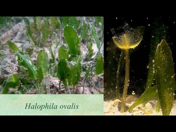 Halophila ovalis
