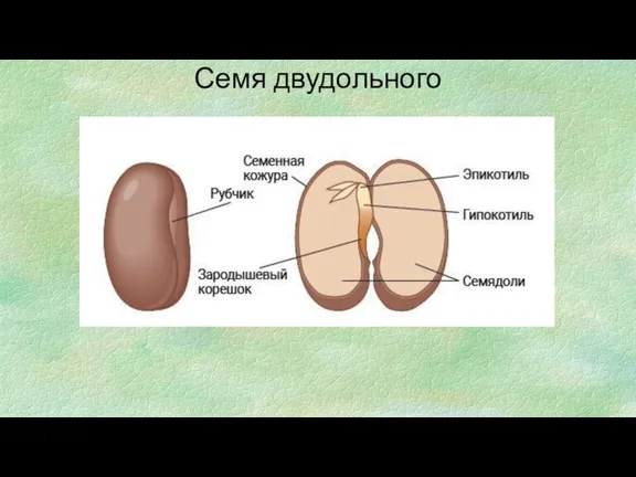 Семя двудольного