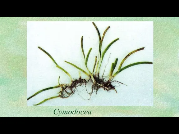 Cymodocea rotundata