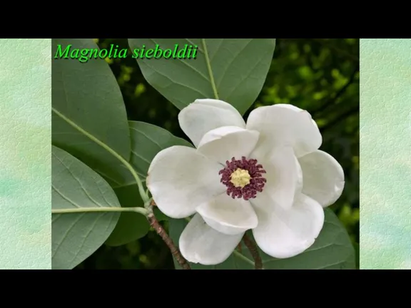 Magnolia sieboldii