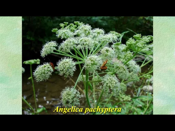 Angelica pachyptera