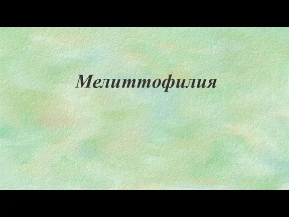 Мелиттофилия