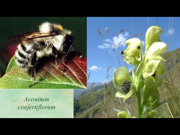 Aconitum confertiflorum