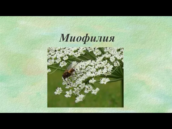 Миофилия