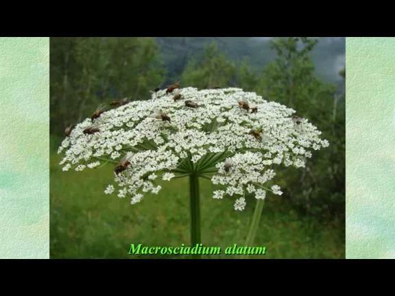 Macrosciadium alatum