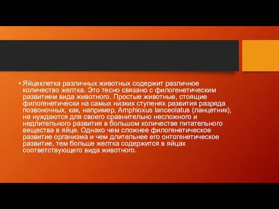 Яйцеклетка различных животных содержит различное количество желтка. Это тесно связано с филогенетическим